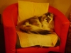 Katze im Sofa - Haustierservice  Stieglecker Wien Österreich