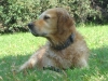 Pedigree Golden Retriever - Dog Fotogallery Stieglecker Vienna Austria