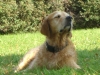 Rassehund Golden Retriever - Dog Photogallery Stieglecker Vienna Austria