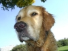 Haushund Golden Retriever - Hunde Bildergallery Stieglecker Wien Österreich