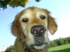 Apportierhund Golden Retriever - Hunde Bilder Gallery Stieglecker Wien Österreich