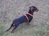 Dachshund Dog Breed - Outdoor Dog Breed - Breed Dog Carer Stieglecker Vienna Austria