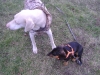 Two Purebred Dogs - Dobermann, Dachshund - Dog Walker Dog Sitter Stieglecker Vienna Austria