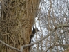 Eichhörnchen - Eurasisches Eichhörnchen auf dem Baum - Tier Fotos Stieglecker Wien Österreich