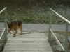 Outdoor Dog Training - German Shepherd Training - Dog Training Care Stieglecker Vienna Austria