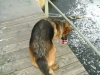 Outdoor Hunde Training - Schäferhund Training - Hunde Trainings Betreuung Stieglecker Wien Österreich