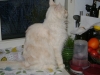 Species Maine Coon - Breed Cat - On Site Petsitting Company Stieglecker Vienna Austria