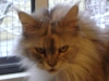 Small Animal - Cats Look - Cat Sitter Company Stieglecker Vienna Austria