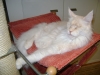 Relaxing Cats - Maine Coon in the Hammock - Stiegleckers Cat Service Vienna Austria