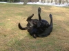 Outdoor Dog - Black Labrador - Dogwalker, Dogwalkerin, Dogsitter Company Stieglecker Vienna Austria