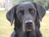 Schwarzer Retriever Hund - Labrador - Hundegeher Stieglecker Wien Österreich