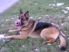 German Shepherd Dog - Dog Outdoor - Dog Outdoor Walker Service Stieglecker Vienna Austria