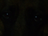 Dog Eyes - Dog Eyes in the Darkness - Pet Eye Fotos Stieglecker Vienna Austria