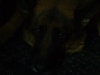 Dog Head - Dog Head in the Darkness - Darkness Pet Photo Stieglecker Vienna Austria