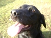 Friendly Dog - Labrador Dog - Dog Daily Service Stieglecker Vienna Austria