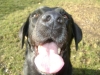 Dog Outdoor - Outdoor Retriever - Animals Cared for in Vienna Stieglecker Austria