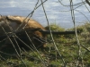 Canide - Canidae - Caniden Dienste Stieglecker Wien Österreich