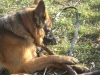 Hunde Outdoor Service - Schäferhund im Gras - Dogwalker Stieglecker Wien Österreich