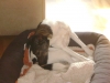 Housedog Terrier - Sleeping Housedog - Superviser for Housedogs Stieglecker Vienna Austria