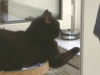 eine schwarze Katze - eine Hauskatze - Petsitting Vienna Stieglecker Austria