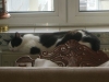 Katze - Die Haut der Katze ist nicht nur ein wichtiges Barriereorgan gegen Austrocknen durch Verlust von Körperflüssigkeiten und das Eindringen von Krankheitserregern - Pet Sitter Service Stieglecker Vien Austria