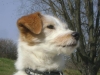 Rassehund Jack Russell Parson Terrier - Erwachsene Hunde haben je nach Rasse zwischen 1000 und 9000 Haare pro Quadratzentimeter - Vien Pet Sitters Stieglecker Austria