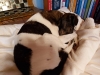 Foxterrier Begleithund - Ein durchschnittlicher Hund im Erwachsenenalter benötigt zwischen 17 und 20 Stunden Ruhe pro Tag - Artgerechte Tier Betreuung Stieglecker Wien Österreich
