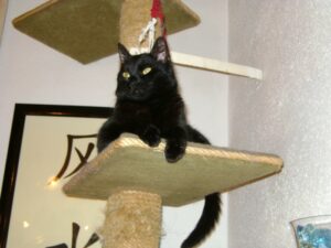 Indoor und Outdoor Katzenbetreuung Stieglecker